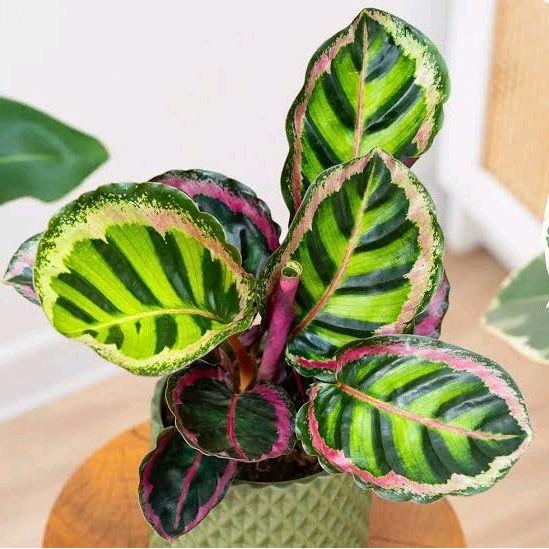 Tanaman Hias Calathea Angela - Calathea Angela Original