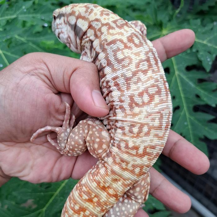 Spesial Promo Tegu Red Hybrid Albino Istimewa