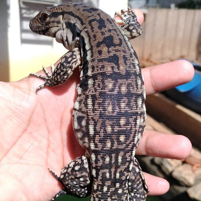 Spesial Promo Red Hybrid Het Albino Tegu