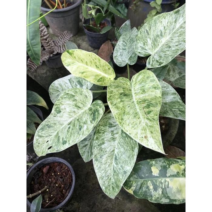 TANAMAN HIAS PHILODENDRON GIGANTEUM VARIGATA/PHILO MARBLE VARIGATA