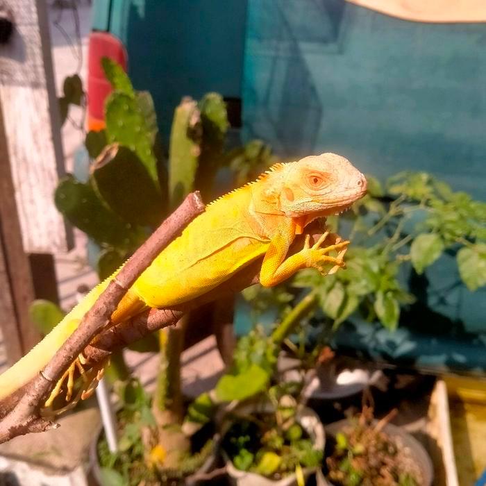 Ready Stock iguana albino iguana morph