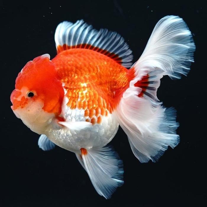 Ikan Mas Koki Oranda Red White Rosetail Jumbo Terbaru 