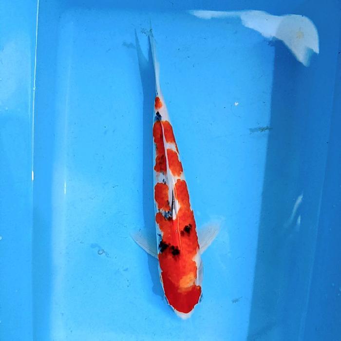 Ikan Koi Blitar Sanke 36 Cm Terbaru 