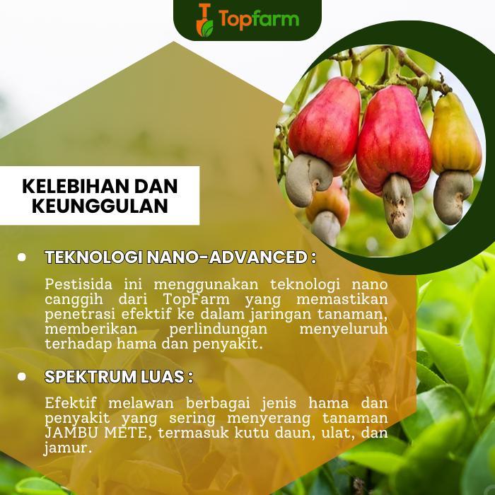 Obat Semprot Buah Jambu Mete / Obat Pembasmi Hama Jambu Mete / Obat Busuk Buah Jambu Mete /