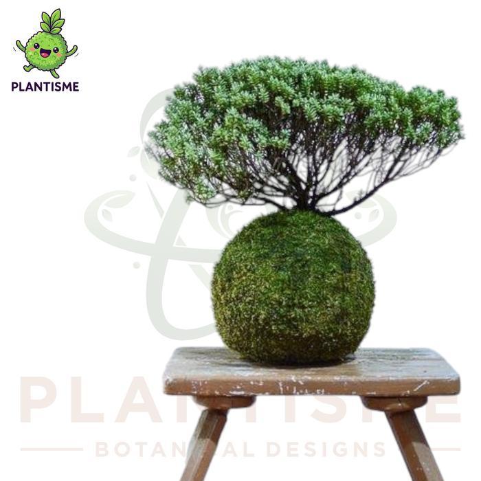 Mossball Cemara Embun Juniperus Communis Hibernica Little Planet Tanaman Bonsai Mini Tropis