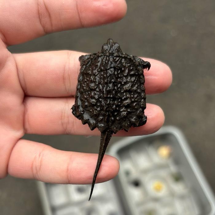 Ready SJ Kura kura Common Snapping Turtle CST Grade A