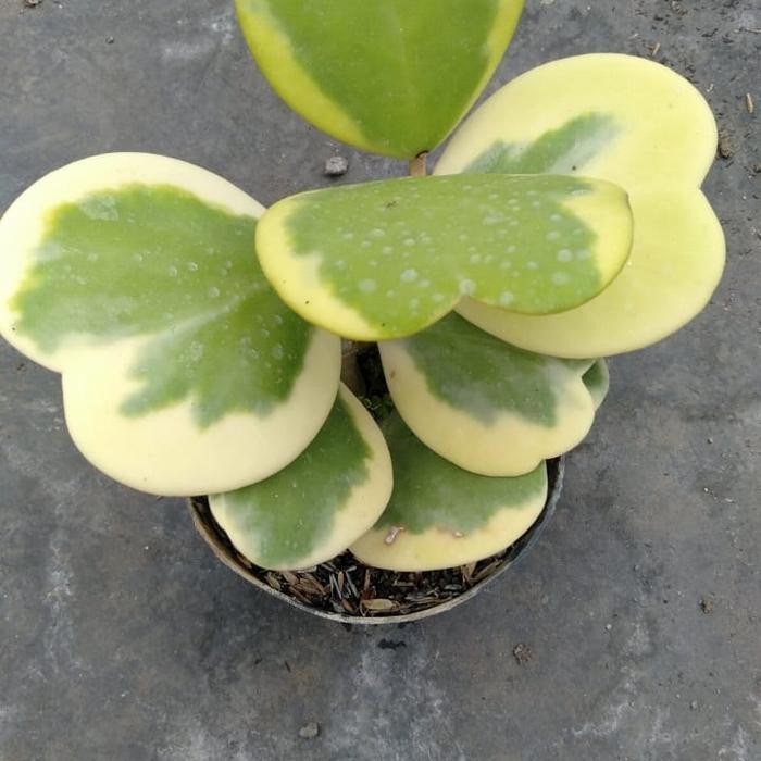 ORIGINAL Taan s Sukulen Hoya love kerii variegata cluster READY STOCK