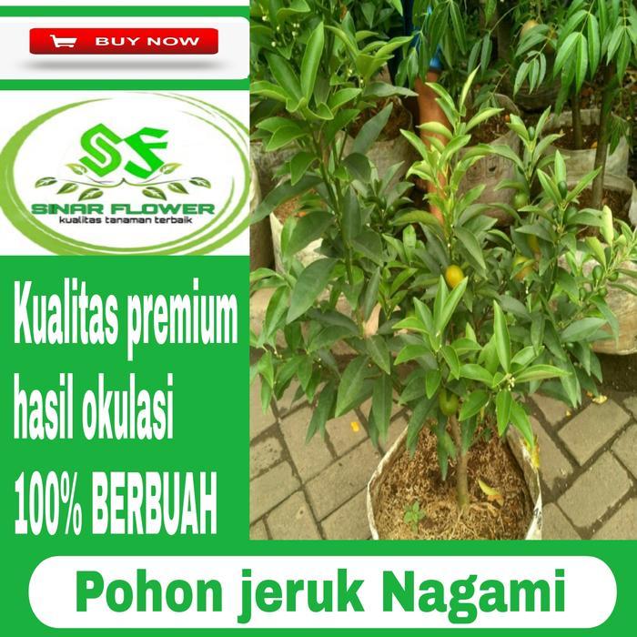 SIAPKIRIM pohon jeruk nagami berbuah/taan pohon buah jeruk/ jeruk nagami READY STOCK