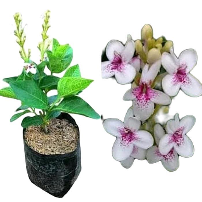 tanamanhias bunga melati jepang - tanaman melati jepang - bunga melati jepang - melati jepang bunga