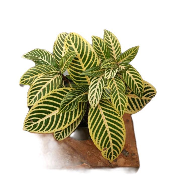 tanamanhias aphelandra - tanaman aphelandra - aphelandra daun kuning strip Hijau