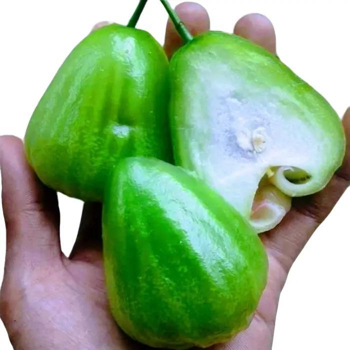 Bibit Jambu Air Cincalo Hijau Manis Tanaman