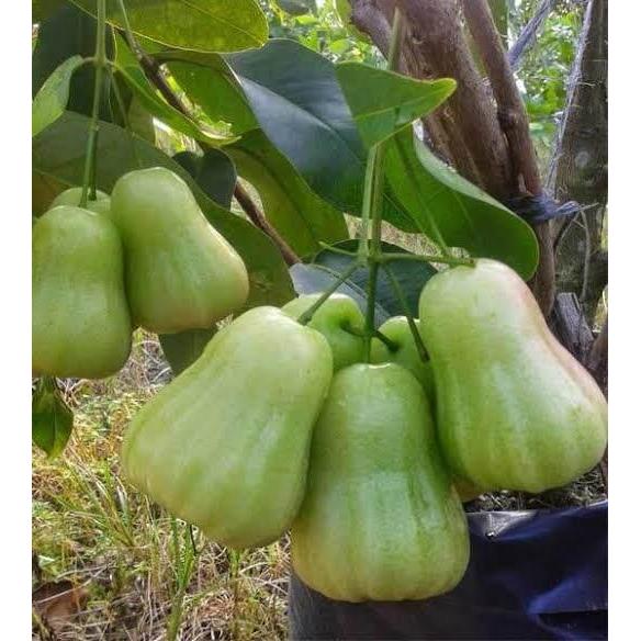 Pohon Jambu Air Madu Deli Bibit Pohon Jambu Madu Deli