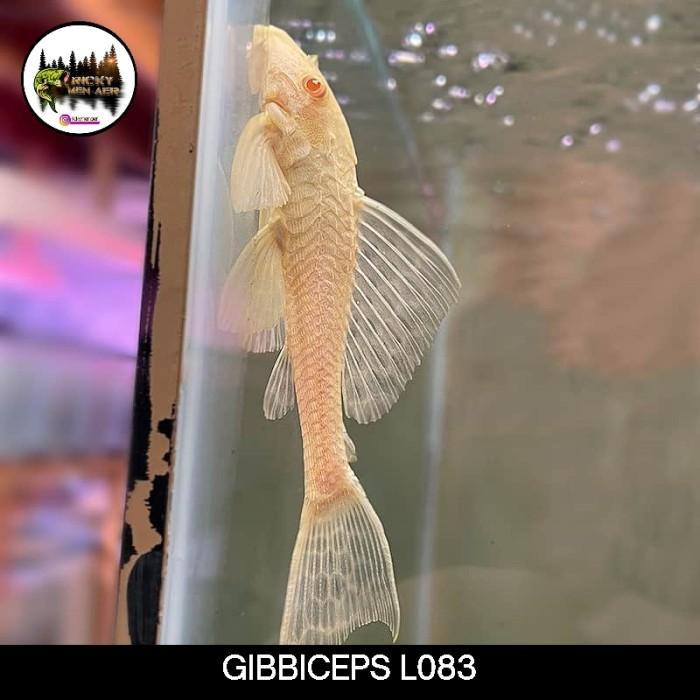 REDAY Terlaris PLECO GIBBICEPS L083 TANKMATE Promo Murah