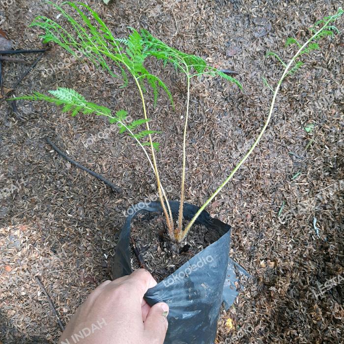 tanaman hias pakis monyet pohon pakis hutan bibit pakis monyet