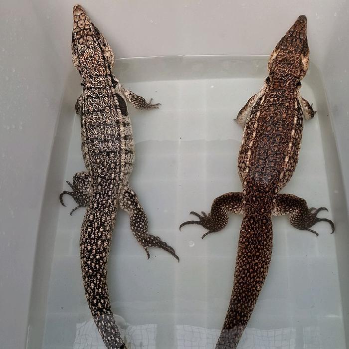 Spesial Promo Tegu Red Hybrid 66% Poshet Albino