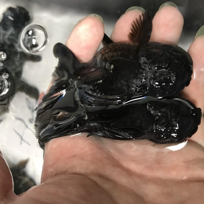 Oranda Black Goldfish / Ikan Mas Koki Oranda #Gratisongkir