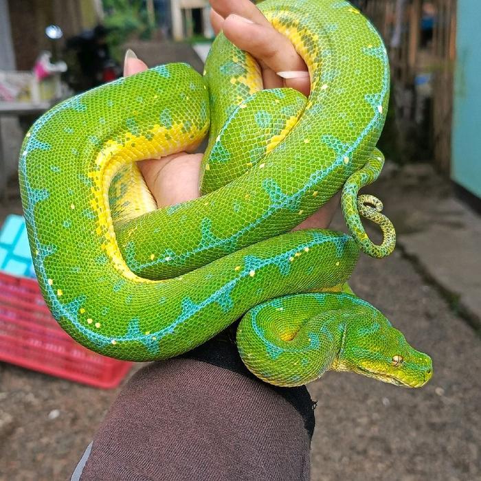 Ready BS gtp cyclops female adult green tree python blue line