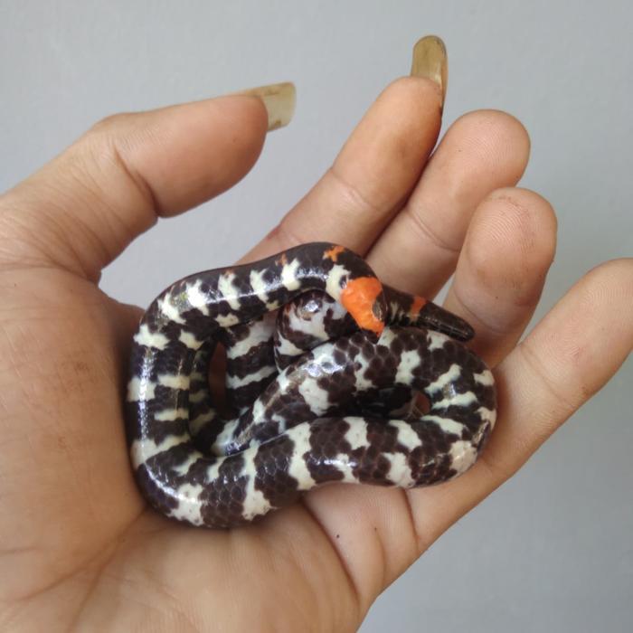 Ready BS PIPE SNAKE NON VENOM NORMAL 150K