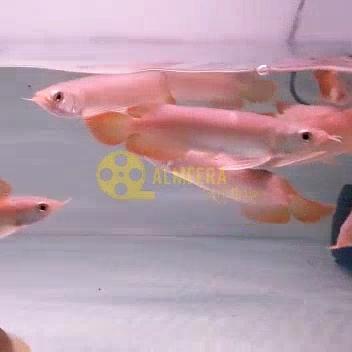 Arwana Arowana Super Red 15 Cm Terbaru 