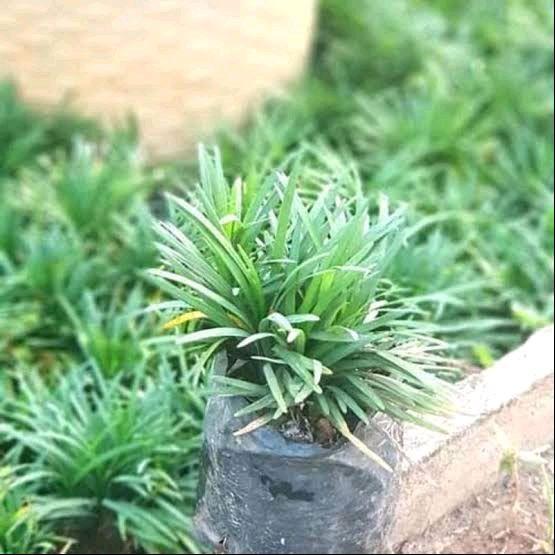 Rumput Kucai Mini paket 50 tanaman kucai mini / Tanaan Kucai Mini / Tanaman semak / Tanaman Kucai