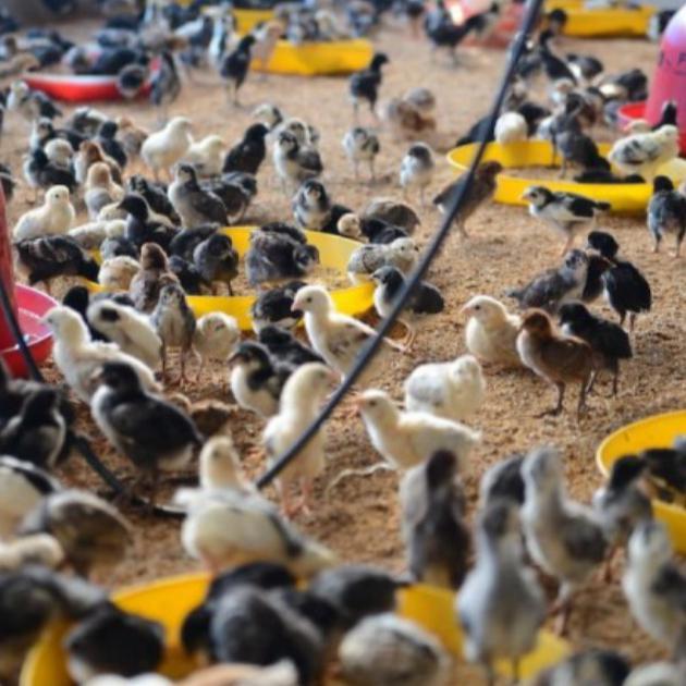 doc anak ayam kampung asli