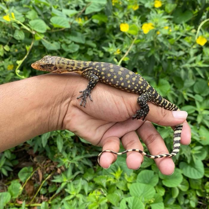 READY GE Varanus melinus lemon blast baby