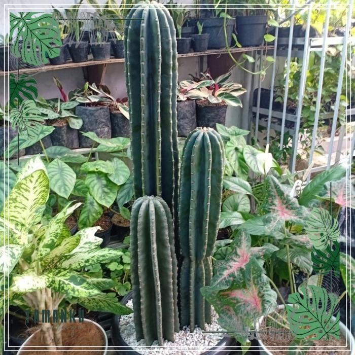 TERLARIS Kaktus koboi tinggi besar isi 3 pohon Tinggi 1 meter lebih Tanaman