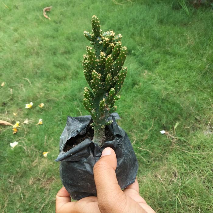 TERLARIS tanaman kaktus mini Opuntia tuna monstruosa
