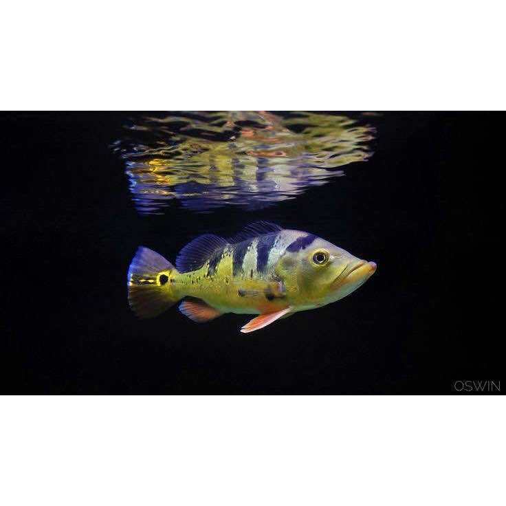 Hiasan Aquarium Peacock Bass Monoculus