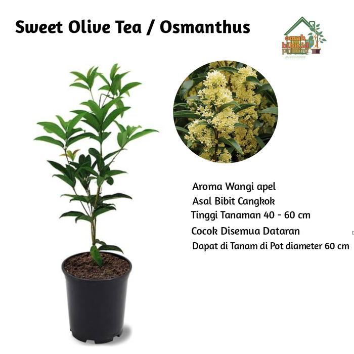 TERLARIS Sweet Osmanthus Gui Hua Tanaman Bunga Osmanthus Fragrans Asli Cangkok Aroma Wangi Apel