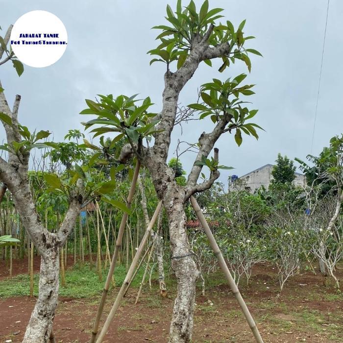 DISKON pohon kamboja fosil - pohon fosil kamboja