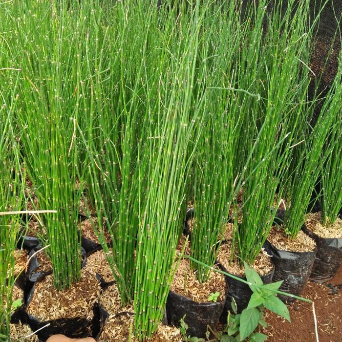Terbaru Tanaman Hias Bambu Air Tanaman Air Tanaman Bambu Hias Bambu Air