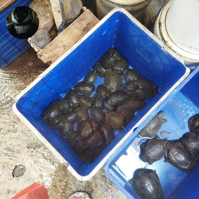 Viva - Aneka Hiasan Kura Bulus Labi Labi Hidup Lucu Bukan Kura Ambon