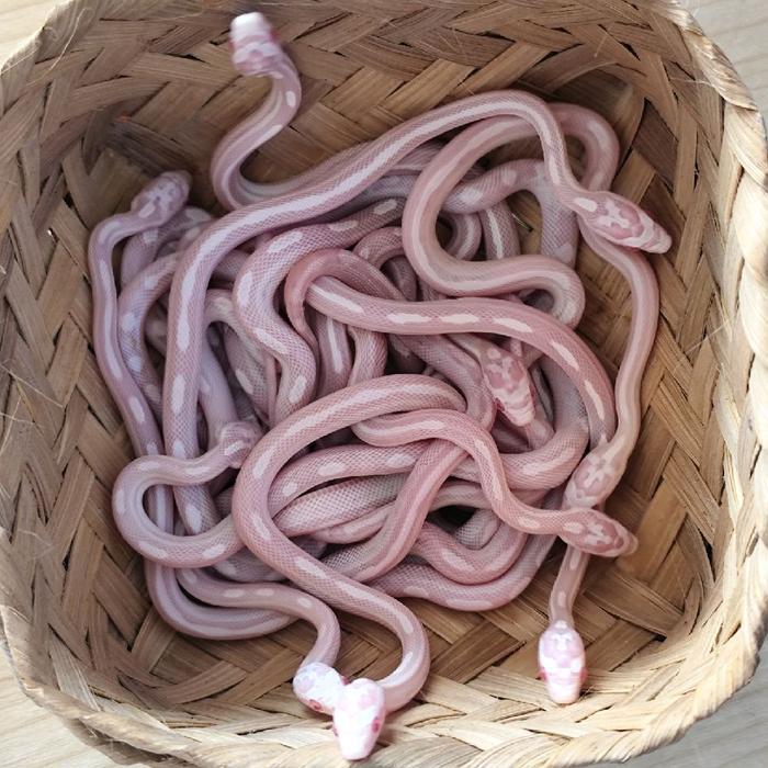 Spesial Promo Ular Cornsnake Corn Snake Snow Motley Pinstripe