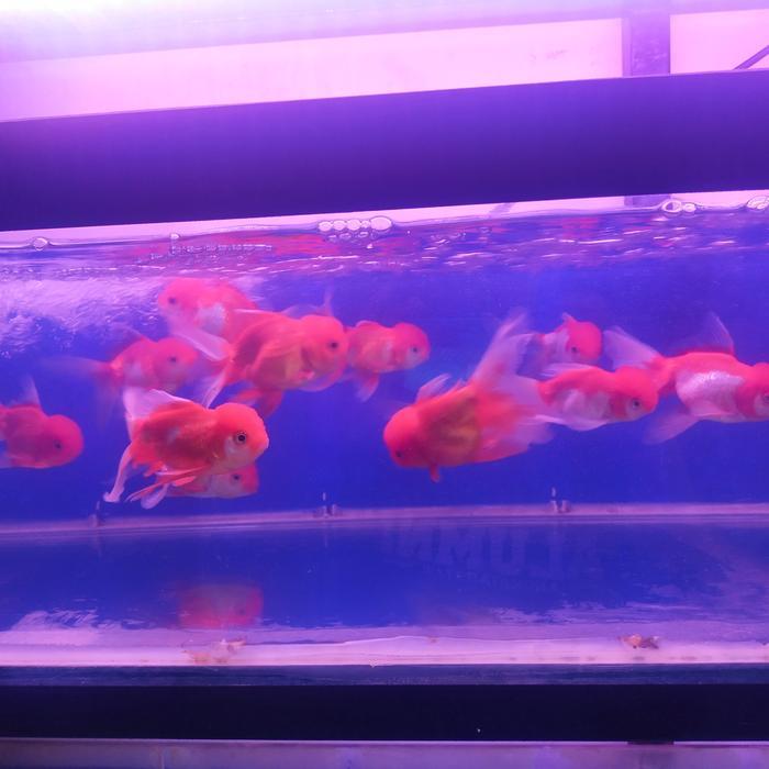 Ikan Mas Koki Oranda Jambul Rw(Red White) Size Jumbo Grade A Original #Gratisongkir