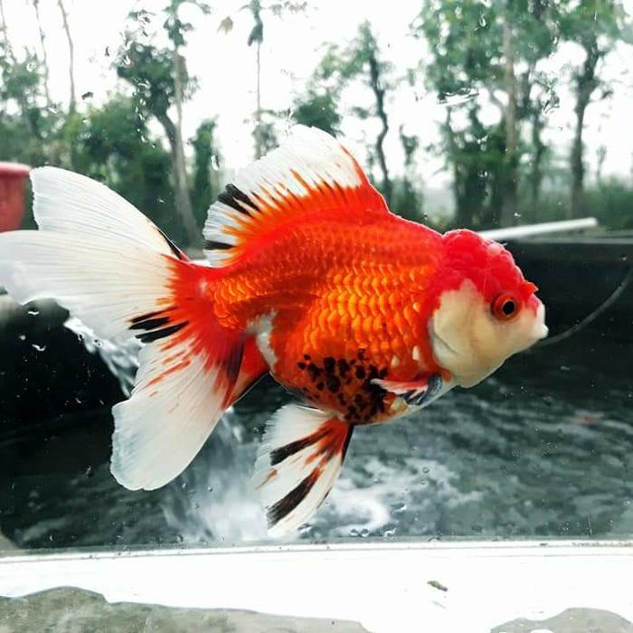 Ikan Mas Koki Oranda Rw Gen Import #Gratisongkir