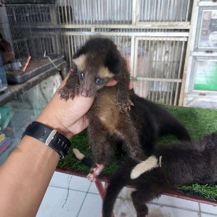 Ready BS MUSANG BULAN SUPERAN JOS NO RUWET MWHEHEHE