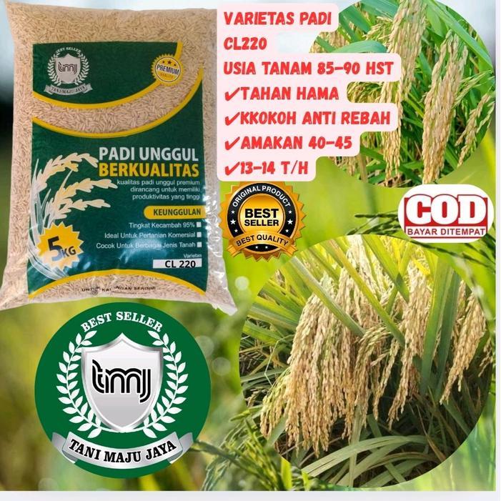 READY BENIH PADI BIBIT PADI UNGGUL VARIETAS CL 220 KEMASAN 5 KG Tanaman Pupuk