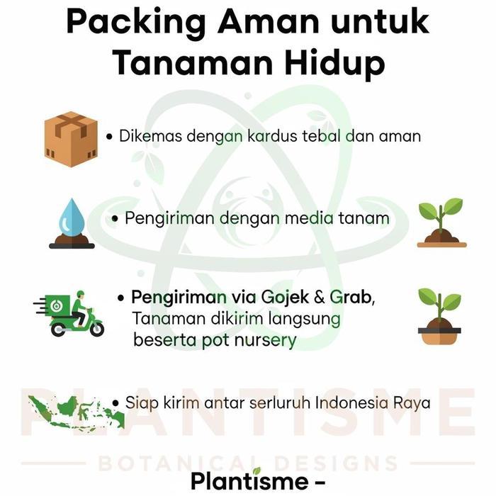 READY Tanaman Hias Juniperus Communis Hibernica Cemara Embun Bakalan Bonsai