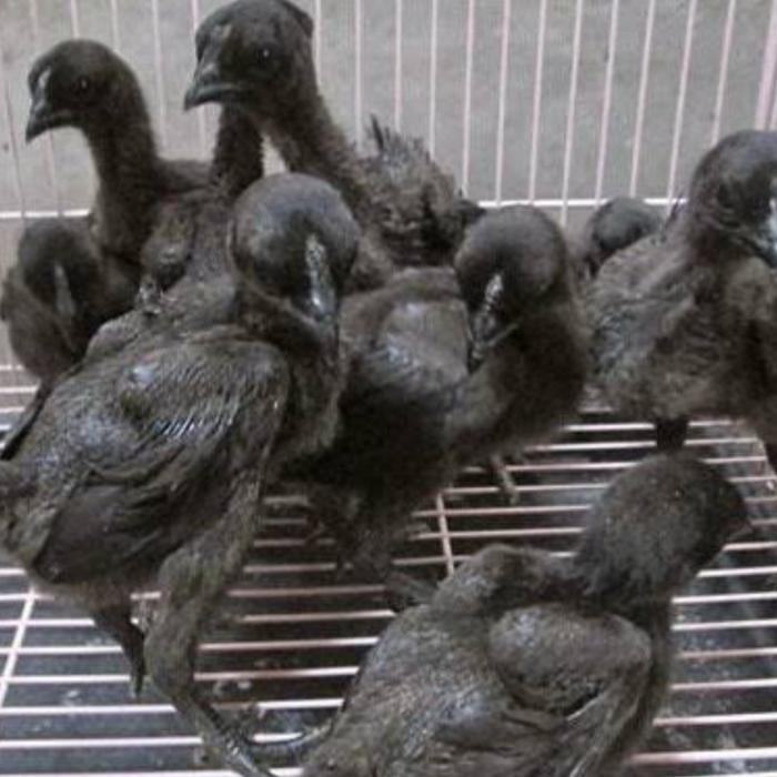 Anakan ayam cemani lidah hitam