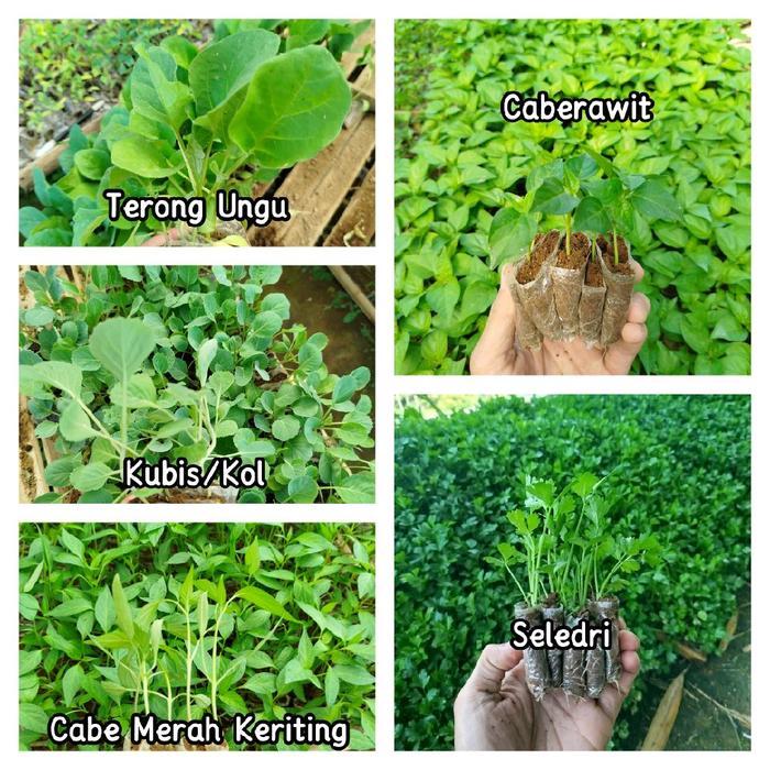 READY Paket 25 Campuran Terdiri 5 jenis Bibit Caberawit, Terong Ungu, Seledri, Kubis/kol, Cabe Merah