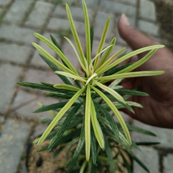 READY Tanaman Lohansung Variegata