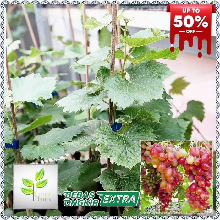 bibit buah anggur import - bibit anggur ninel