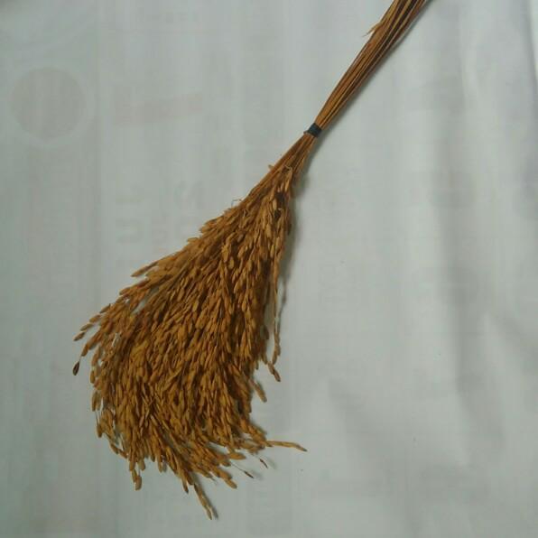 33og- Padi Tangkai Makanan Burung