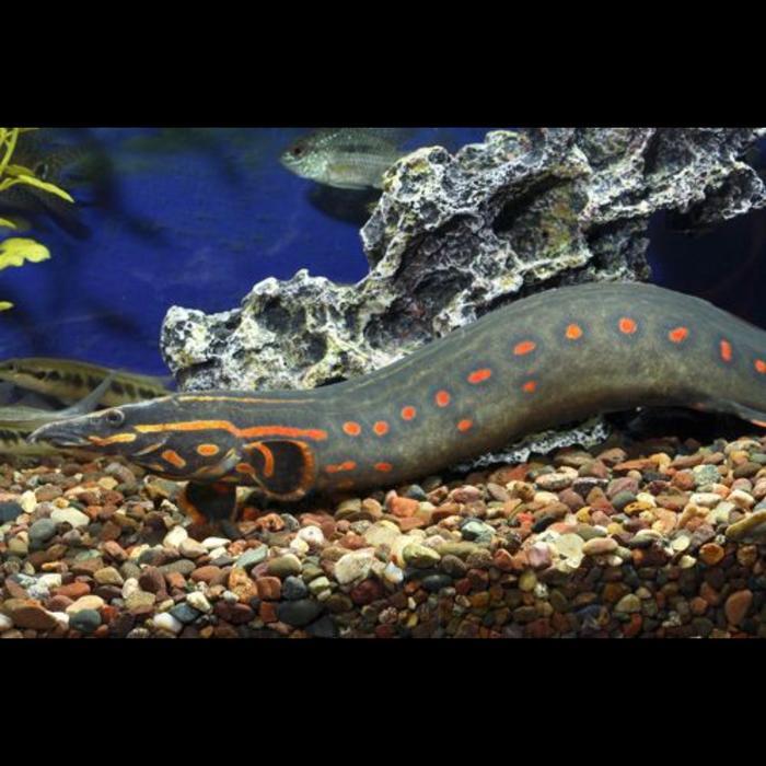 REDAY Terlaris ikan Sili api fire eel tankmate predator jumbo Promo Murah