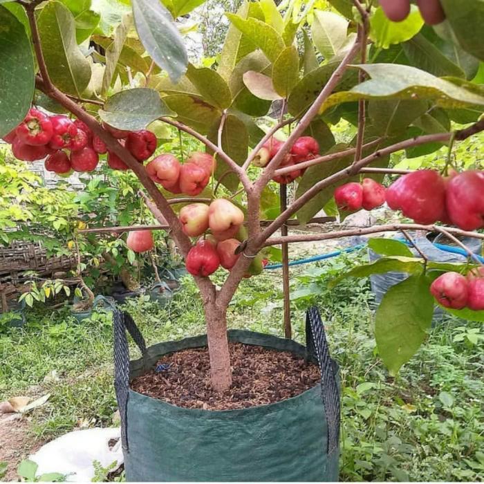 DISKON pohon jambu air sudah berbuah