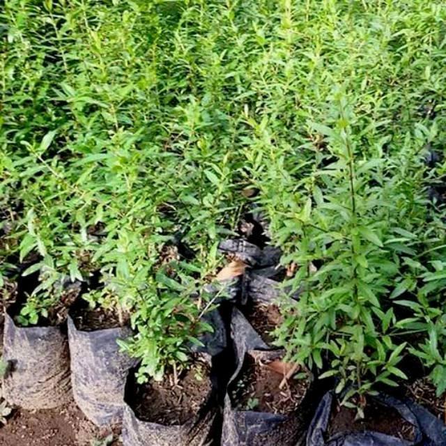 READY Bibit Delima Merah Jumbo / Bibit Pohon Delima Merah / Tanaman Delima buah