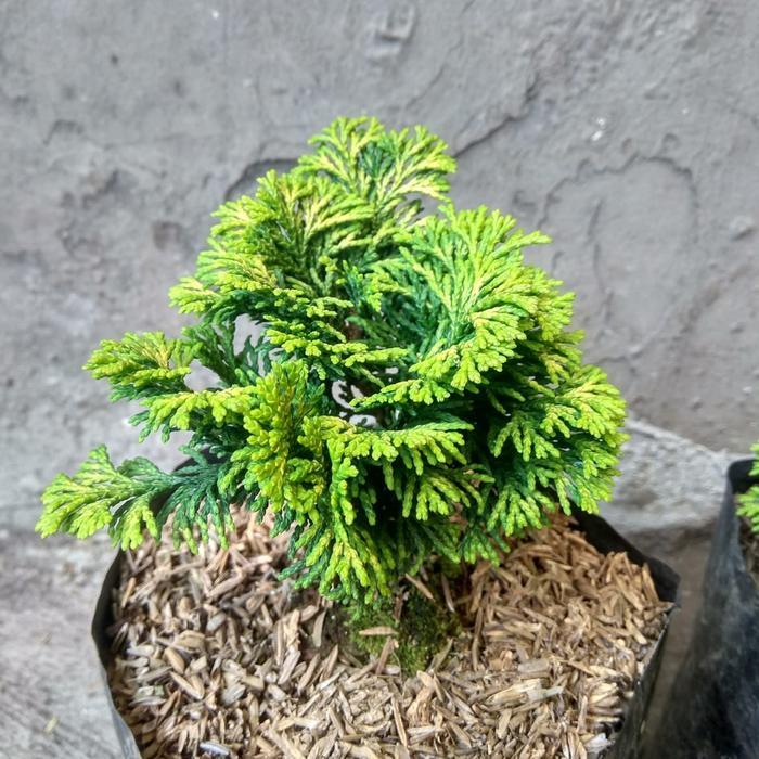 cemara enoki mini, tanaman cemara mini, cermara mini