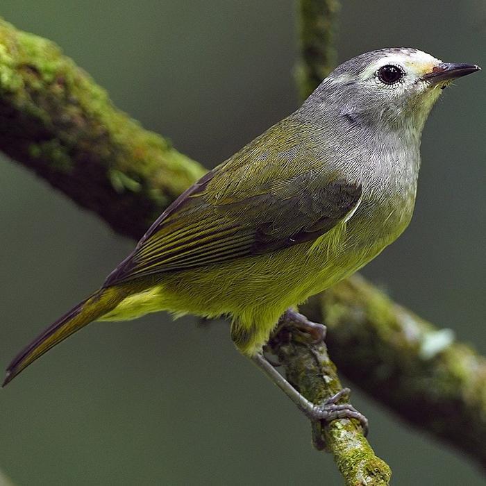 READY Burung opyor jawa / cak gentong gacor voer total
