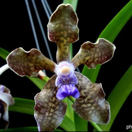 Vanda Tessellata Hybrid DESA